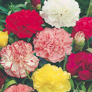 This Chabaud produces colourful  fragrant  beautifully fringed double flowers with petals that can b