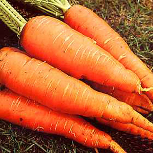 Unbranded Carrot Autumn King Improved Seeds