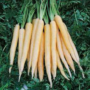 Unbranded Carrot Crme de Lite F1 Hybrid Seeds