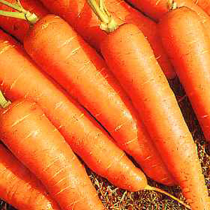 Unbranded Carrot Early Nantes 2 Seeds