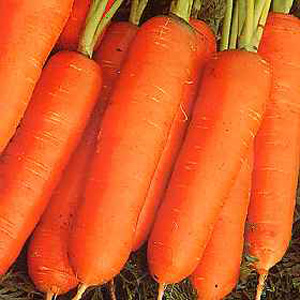 Unbranded Carrot Nantes Frubund Fast Seeds