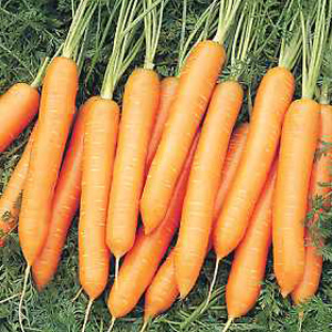 Unbranded Carrot Nigel F1 Hybrid Seeds