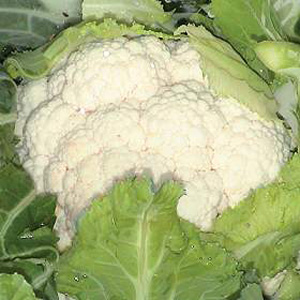 Unbranded Cauliflower Avalanche F1 Seeds