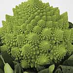 Unbranded Cauliflower Celio F1 Seeds 434137.htm