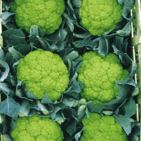 Unbranded Cauliflower Trevi F1 Seeds Average Seeds 35