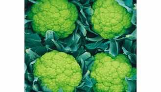 Unbranded Cauliflower Trevi F1 Seeds