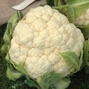Unbranded Cauliflower Winter Aalsmeer Seeds