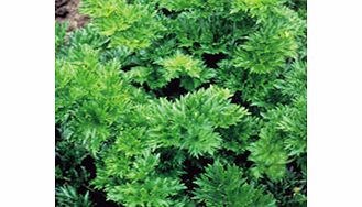 Unbranded Celery Parcel Seeds