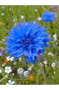 Grow your own Cornflower from seed. This striking cornflower blooms all summer with royal blue flowe