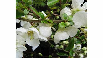 Unbranded Chaenomeles Plant - Jet Trail