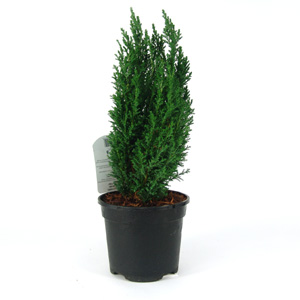 A narrow  upright evergreen dwarf shrub with fine  blue-grey juvenile foliage  Ellwoods Pillar grows