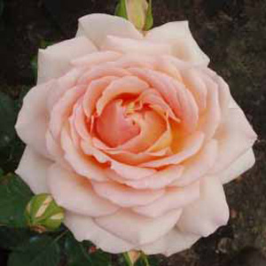 Unbranded Chandos Hybrid Tea Rose