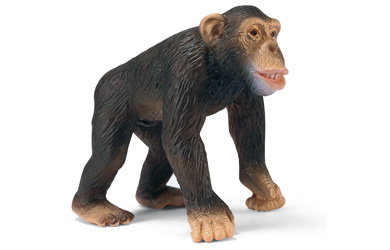 Unbranded Chimpanzee - Male
