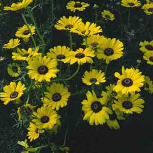 Unbranded Chrysanthemum Carinatum Bright Eyes