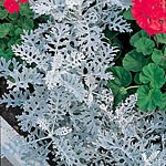 Unbranded Cineraria Maritima Dwarf Silver Seeds 419930.htm