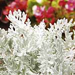 Unbranded Cineraria Maritima Silverdust Easiplants