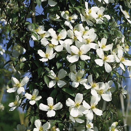 Unbranded Clematis Montana Grandiflora Trellis Kit 1 Plant