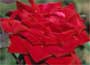 Climbing Hybrid Tea Rose