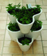 Unbranded Clover Growing Stack (3)