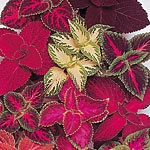 Unbranded Coleus Dobies Rainbow Strain Seeds 410788.htm