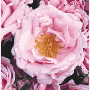 Unbranded Compassionate Floribunda Rose