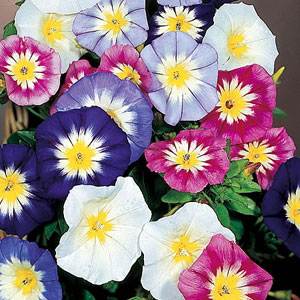 Unbranded Convolvulus Minor Panorama Seeds