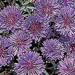 Unbranded Cornflower Blue Diadem Seeds 415335.htm