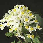 Unbranded Corydalis Vanilla Crunch Seeds 415448.htm