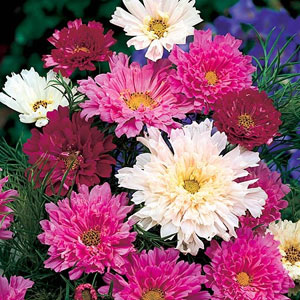 Cosmea Double Click Seeds