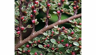 Unbranded Cotoneaster Plant - Horizontalis Variegatus