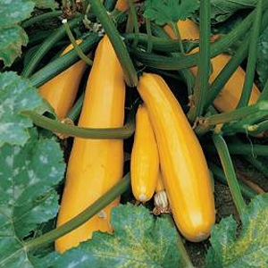 Unbranded Courgette Parador Seeds