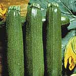 Unbranded Courgette Partenon F1 Plants 400341.htm