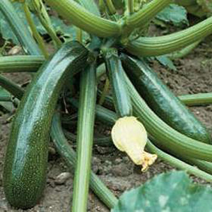 Unbranded Courgette Tristan F1 Hybrid Seeds