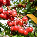 Unbranded Crab Apple Gorgeous