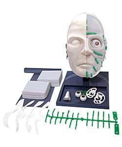 Includes all you need to reconstruct a human face from a model skull. Learn how the CSI team uses