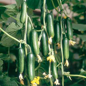 Unbranded Cucumber Cucino F1 Hybrid Seeds