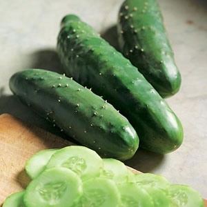 Cucumber F1 Prima Top Seeds