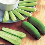 An early cropping  high yielding baby cucumber that can be grown outdoors or inside. Delicious taste