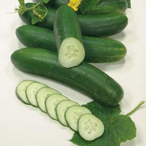 Unbranded Cucumber Swing F1 Hybrid Seeds