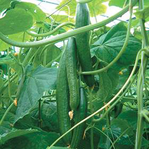 Unbranded Cucumber Tiffany F1 Hybrid Seeds