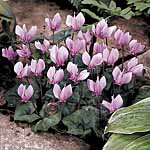 Unbranded Cyclamen Cilicicum