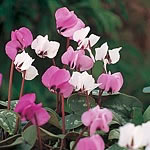 Unbranded Cyclamen Coum Hybrids Seeds