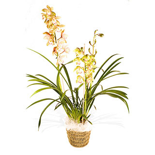 Unbranded Cymbidium Orchid