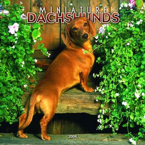 Dachshund - Miniature Calendar