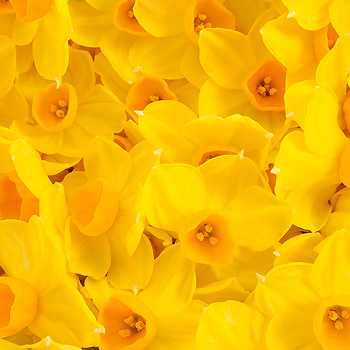 Unbranded Daffodil Gift Wrap - flowers