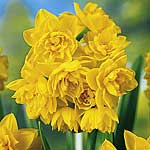 You`ve probably never seen a daffodil quite like this one! Each flower stem bears a profusion of dai