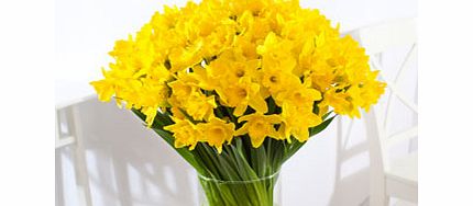 Unbranded Daffodils 60 Stems - Flowers by post