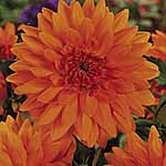 A large flowered (dinner plate) variety with enormous  golden-orange flower heads that will stop you