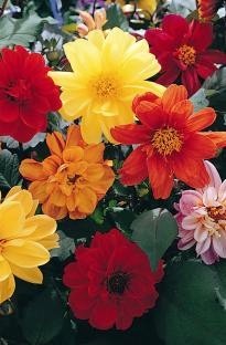 Unbranded Dahlia Diablo Mixed x 5 plants   5 FREE