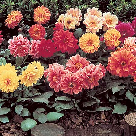 Unbranded Dahlia Diablo Seeds Average Seeds 50